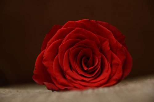 voros rozsa_red rose